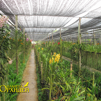 Питомник орхидей
