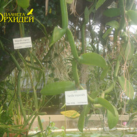 Rhipsalis trigona и Vanilla imperialis
