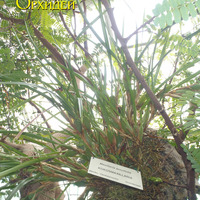 Maxillaria tenuifolia
