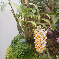 Dendrobium sp.
