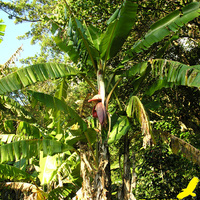 Цветущий банан
