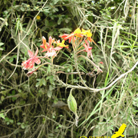 Epidendrum radicans
