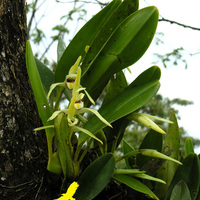 Maxillaria sp. в сельве
