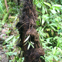 Maxillaria, Sobralia, Pleurothalis
