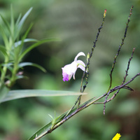 Arundina graminifolia в сельве
