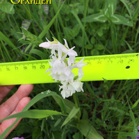 Dactylorhiza urvilleana var.alba – измерение цветка

