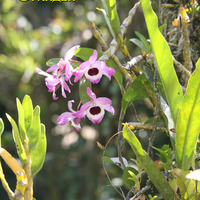 Экзотические для Коста-Рики Дендробиумы тоже представлены в Ботаническом саду
