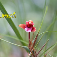 Maxillaria sp.
