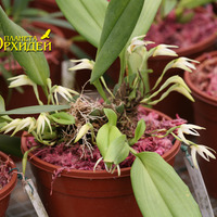 Maxillaria sp.
