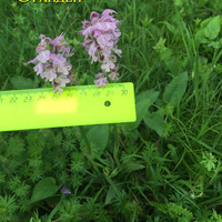 Измерение цветка Neotinea tridentata российской орхидеи
