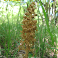 Орхидеи Краснодарского края
