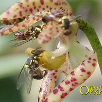Опыление Bulbophyllum lasiochillum. Часто осы прилетают целой командой
