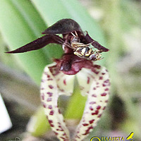 Опыление Bulbophyllum lasioglossum
