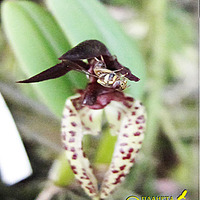 Опыление Bulbophyllum lasioglossum
