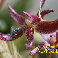 Опыление Bulbophyllum patens
