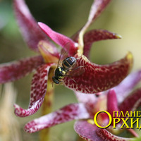 Опыление Bulbophyllum patens
