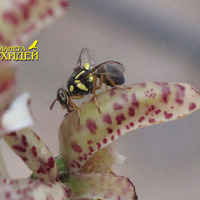 Опыление Bulbophyllum lasiochillum
