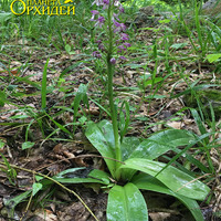 Орхидея Orchis militaris на берегу реки Белой в Адыгее цветет в июне
