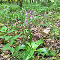 Орхидея Orchis militaris на лесной поляне на берегу реки Белой
