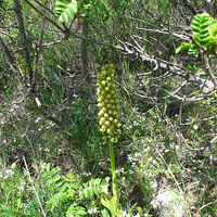 Orchis punctulata в зарослях среди <br>нагромождения камней и веток
