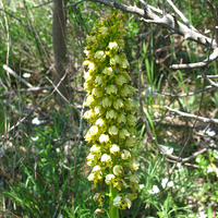 Orchis punctulata полураскрытые цветки
