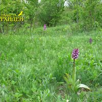 Orchis purpurea
