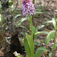 Orchis purpurea
