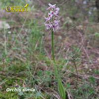 Orchis simia общий вид
