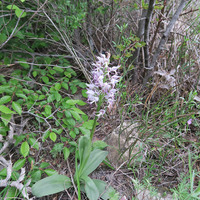 Orchis simia  в густых зарослях кустарника
