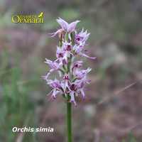 Orchis simia – маленькие обезьянки
