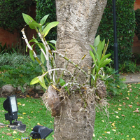 Гибридный Дендробиум в кокосе на стволе дерева
