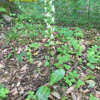 Platanthera chlorantha среди редкой лесной растительности

