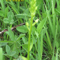 Platathera chlorantha начинает цветение в июне в Адыгее на высоте 1500 м
