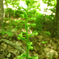 Platanthera chlorantha
