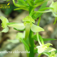 Platanthera chlorantha
