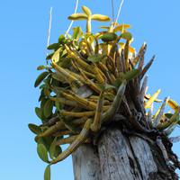 Под прямыми солнечными лучами Myrmecophila tibicinis орхидея Мексики
