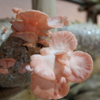 Розовые грибы
