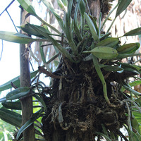 Каттлея однолистная - орхидея Мексики на дереве в парке Шкарет
