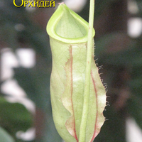 Nepenthes sp.
