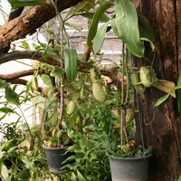 Nepenthes sp.
