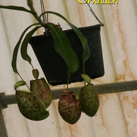 Nepenthes rafflesiana
