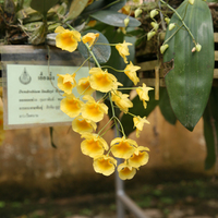 Dendrobium lindleyi
