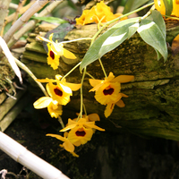 Dendrobium fimbriatum
