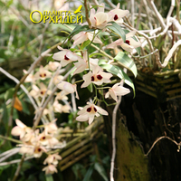 Dendrobium sp.
