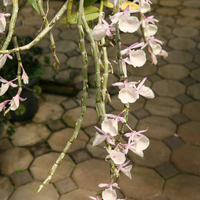 Dendrobium primulinum
