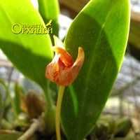 Bulbophyllum sp.
