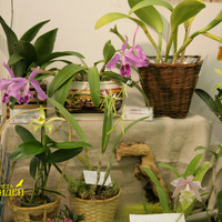 экспозиция с растениями
