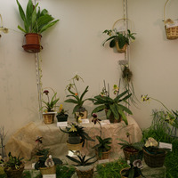 экспозиция с растениями
