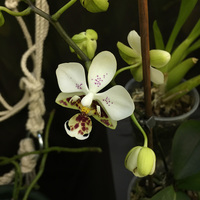 Phalaenopsis stuartiana   
