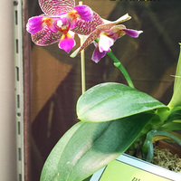 Phalaenopsis Joy Fairy Tale Joy'  
